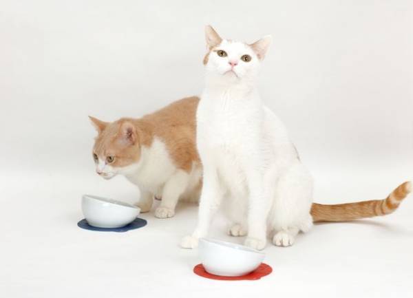 HARIOペット「保護犬・保護猫支援プロジェクト」を実施　HARIO NETSHOP購入金額の1％を一般社団法人三崎動物保護センター「みさきアニマルすまいる」へ寄付