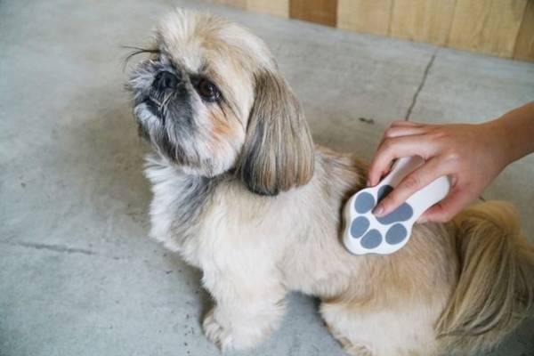 HARIOペット「保護犬・保護猫支援プロジェクト」を実施　HARIO NETSHOP購入金額の1％を一般社団法人三崎動物保護センター「みさきアニマルすまいる」へ寄付