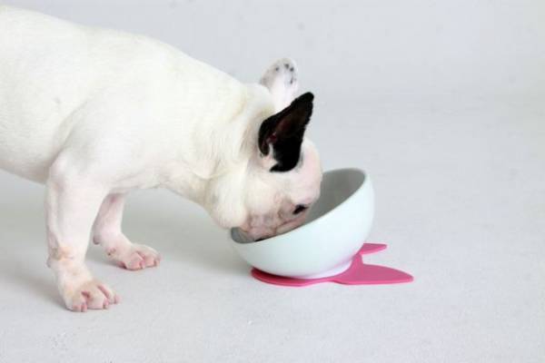 HARIOペット「保護犬・保護猫支援プロジェクト」を実施　HARIO NETSHOP購入金額の1％を一般社団法人三崎動物保護センター「みさきアニマルすまいる」へ寄付