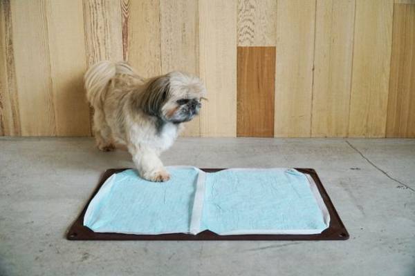 HARIOペット「保護犬・保護猫支援プロジェクト」を実施　HARIO NETSHOP購入金額の1％を一般社団法人三崎動物保護センター「みさきアニマルすまいる」へ寄付