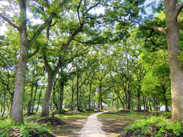 35万平米の森に【グランピングワーケーション】施設 3月19日(土)オープン！家族利用やゴルフも可能｜芳賀ファーム＆グランピング(栃木県)