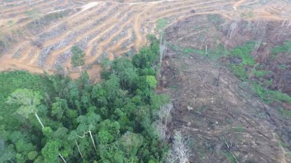 動物の危機と私たちの生活から未来を考える　ブラザー presents 潜入！絶滅動物研究所　3月20日(日)午後3時放送！