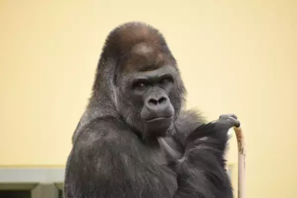 動物の危機と私たちの生活から未来を考える　ブラザー presents 潜入！絶滅動物研究所　3月20日(日)午後3時放送！