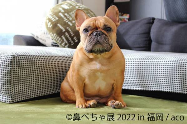 ＜福岡初＞ パグ、シーズーなど“ぶひカワ”鼻ぺちゃ犬作品大集結　「鼻ぺちゃ展 2022 in 福岡」4/2～開催！限定グッズや先着特典も
