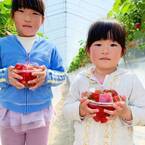第10回茨城いちごグランプリ大賞受賞のいちごを収穫体験！森ファームにていちご狩りを5月まで開催中！