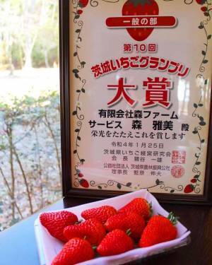 第10回茨城いちごグランプリ大賞受賞のいちごを収穫体験！森ファームにていちご狩りを5月まで開催中！