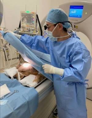 台東区 いわせ犬猫クリニック、脳神経外科＆CT・MRI検査をより低価格で提供開始