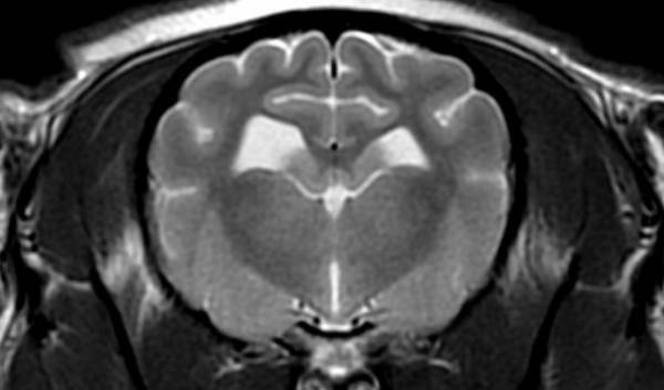 台東区 いわせ犬猫クリニック、脳神経外科＆CT・MRI検査をより低価格で提供開始