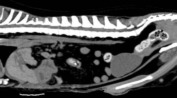 台東区 いわせ犬猫クリニック、脳神経外科＆CT・MRI検査をより低価格で提供開始