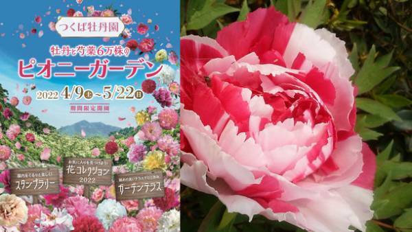 世界最大級「つくば牡丹園」、今年は4月9日(土)から開園！800種6万株の中から今年注目の牡丹・シャクヤクBEST5を発表