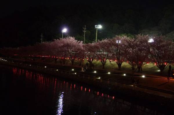 徳島市・蜂須賀桜が満開！「水都とくしま」だから楽しめるお花見　～桜並木のぼんぼりが2022年からスタート～
