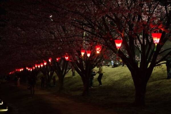 徳島市・蜂須賀桜が満開！「水都とくしま」だから楽しめるお花見　～桜並木のぼんぼりが2022年からスタート～
