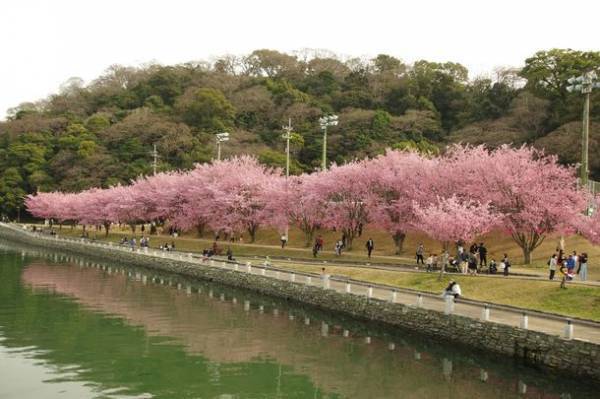 徳島市・蜂須賀桜が満開！「水都とくしま」だから楽しめるお花見　～桜並木のぼんぼりが2022年からスタート～
