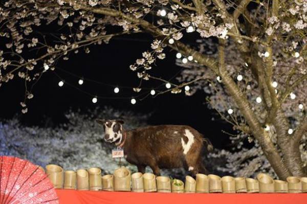 千葉県「成田ゆめ牧場」で4月1日・2日・3日に夜桜ライトアップイベント開催