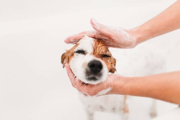 愛犬と一緒に使える無添加シャンプー！水の代わりに“天然シルク抽出液”を使った「the Shampoo」3/31～販売開始