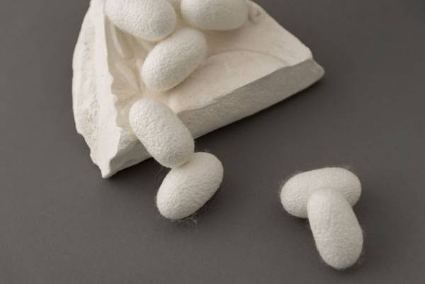 愛犬と一緒に使える無添加シャンプー！水の代わりに“天然シルク抽出液”を使った「the Shampoo」3/31～販売開始