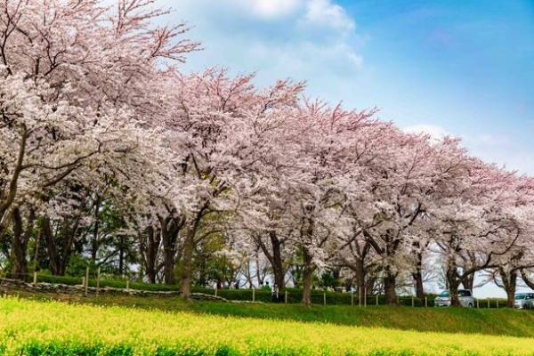 町田で春を感じる“まちだでさくらさんぽ”「2022町田さくらめぐり公式ガイドブック」を配布中
