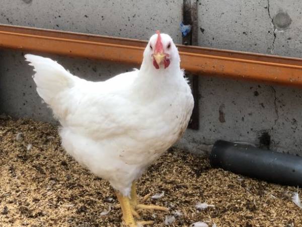 海外絵本を翻訳、「チッピィからの贈りもの」3/30に出版　絵本に登場するローズチキンを商品化計画