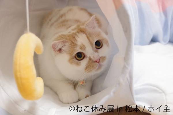 長野初！累計100万人動員の大人気「ねこ休み展」新作展　4/22～開催！新スター猫登場など“ねこまみれ”の癒し空間