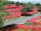 静岡県伊東市「第51回小室山公園つつじ祭り」4月29日から5月5日まで開催　～ゴールデンウイークを彩る真っ赤な絨毯～