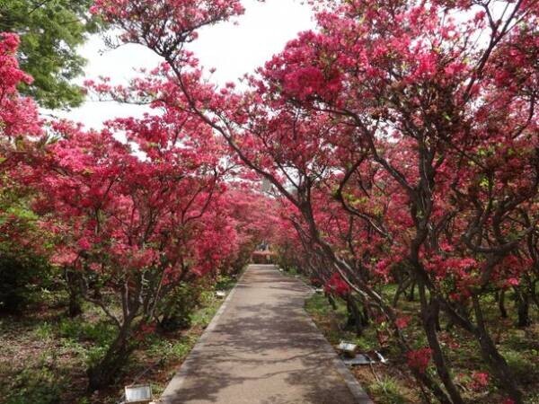 静岡県伊東市「第51回小室山公園つつじ祭り」4月29日から5月5日まで開催　～ゴールデンウイークを彩る真っ赤な絨毯～