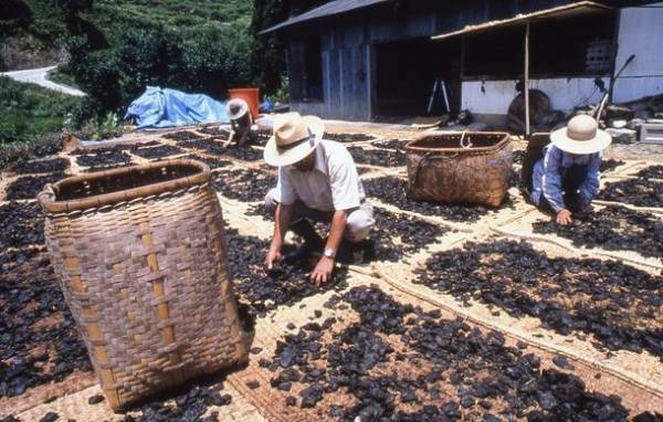 高知の一押し！「土佐あかうし」を味わえる「さめうらバーベキューテラス」が営業を再開