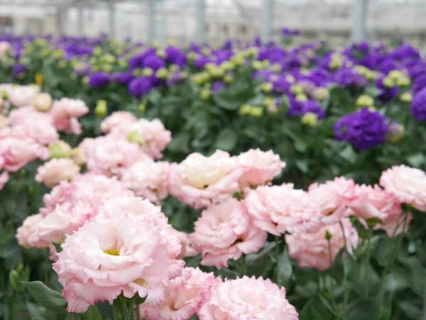 花のサブスクリプションサービス「ハナノヒ365days」の新コース「花農家のこだわり便」生産者こだわりの花を毎月、最良の開花状況に合わせてお届け4月1日(金)申込受付開始