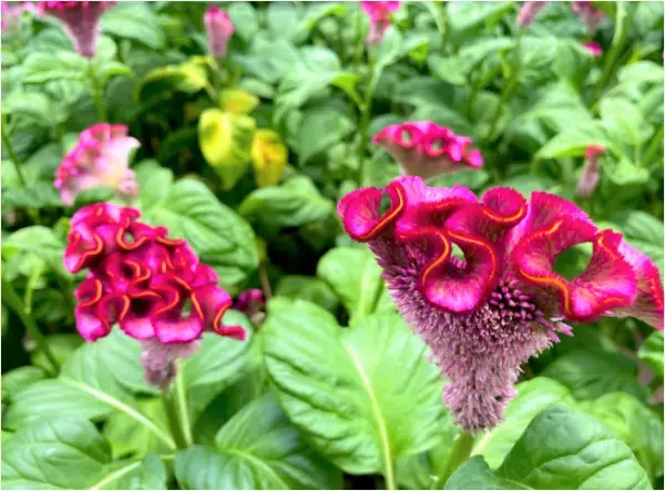 花のサブスクリプションサービス「ハナノヒ365days」の新コース「花農家のこだわり便」生産者こだわりの花を毎月、最良の開花状況に合わせてお届け4月1日(金)申込受付開始