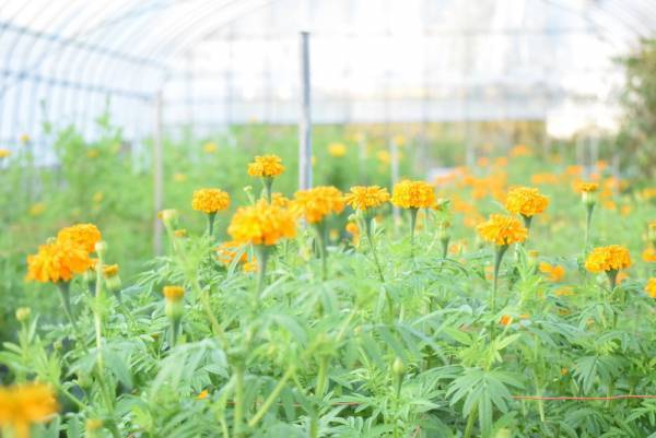 花のサブスクリプションサービス「ハナノヒ365days」の新コース「花農家のこだわり便」生産者こだわりの花を毎月、最良の開花状況に合わせてお届け4月1日(金)申込受付開始