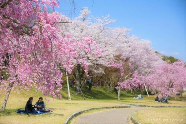 まもなく桜の見頃到来！ツーリズムとよたホームページで「とよたの桜特集2022」公開中！