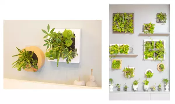 土を使わない生きた観葉植物専門店「みどりの葉奏音(ハート)」オンラインショップを4月7日にOPEN