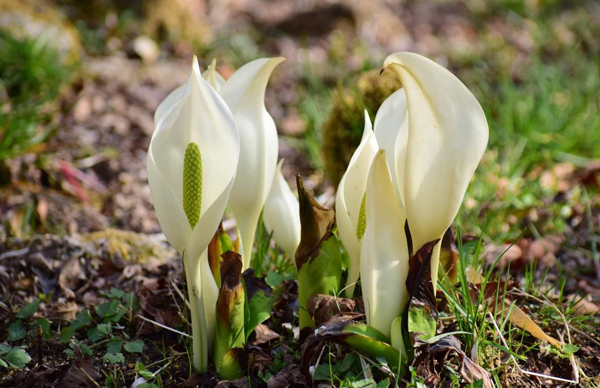 六甲高山植物園～春を告げる純白の花～「ミズバショウ」の群落が見頃です！