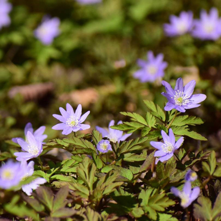六甲高山植物園～春を告げる純白の花～「ミズバショウ」の群落が見頃です！