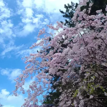 ～ 2022年度「えいでんハイク」年間スケジュール発表！ ～「えいでんハイク」を開催します