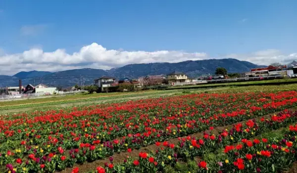 総本数30,000本 圧巻のチューリップ畑が広がる「道の駅 足柄・金太郎のふるさと」4月9・10・16・17日限定でチューリップ摘み取り体験を開催