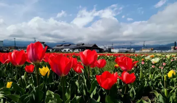 総本数30,000本 圧巻のチューリップ畑が広がる「道の駅 足柄・金太郎のふるさと」4月9・10・16・17日限定でチューリップ摘み取り体験を開催