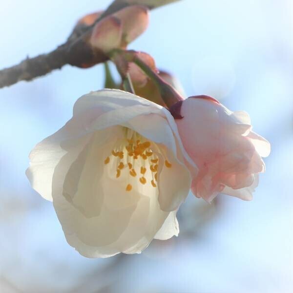 嵐電「御室仁和寺駅」の御室桜が今年も咲き始めました