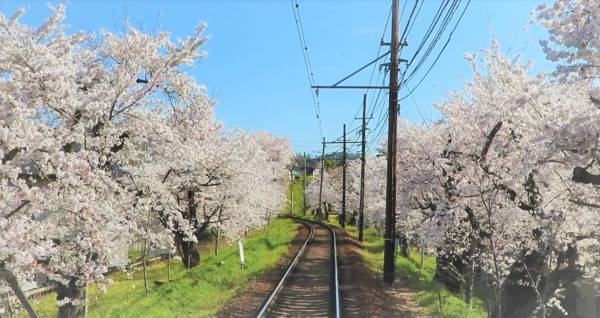 嵐電「御室仁和寺駅」の御室桜が今年も咲き始めました
