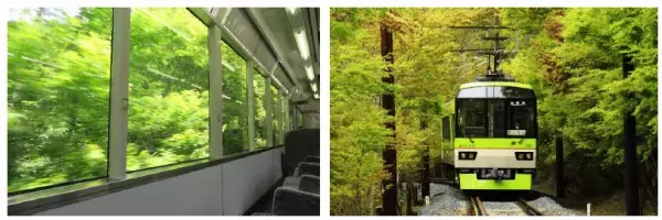 ～もみじのトンネルを抜けて清涼感たっぷりの洛北へ～「青もみじ新緑の徐行運転」を3年ぶりに実施します