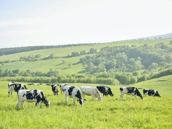 プレミアムEV Car　ポルシェタイカン乗り放題！北海道・上士幌町のカミシホロホテルで「カミシホロホテルカーシェアプラン」を予約開始