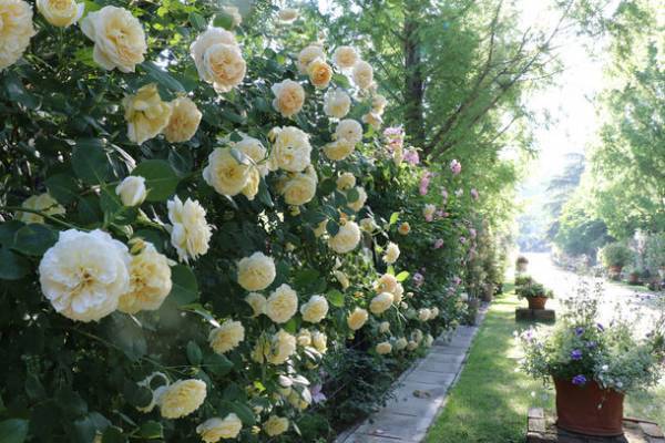 まるで絵画のような美しさ！滋賀／米原の人気の英国式庭園に、色とりどりのバラが華やかに咲き誇るガーデンシーズンが到来　一番美しい時間にバラを楽しむ「朝バラガーデン」も初開催！