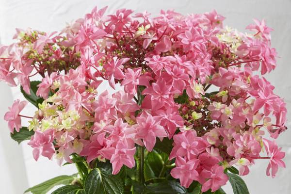 「HIBIYA KADAN×日本百貨店」コラボ企画　日本の「花職人」が手塩にかけて育てたお花に一品を添えて、母の日ギフトを販売