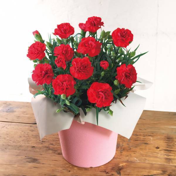 「HIBIYA KADAN×日本百貨店」コラボ企画　日本の「花職人」が手塩にかけて育てたお花に一品を添えて、母の日ギフトを販売