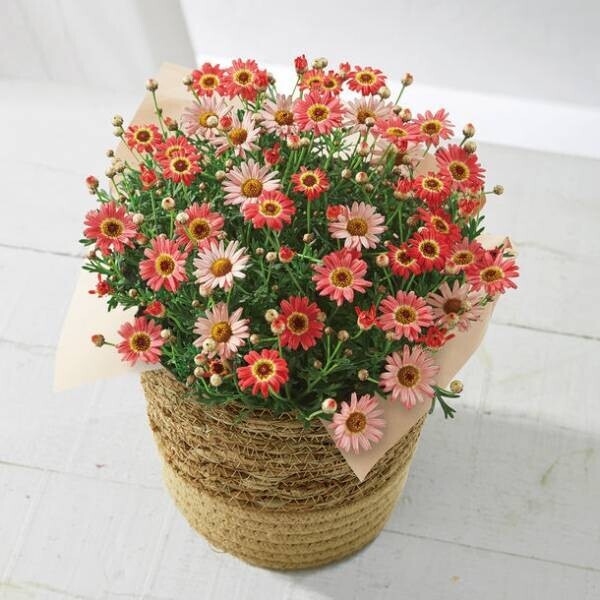 「HIBIYA KADAN×日本百貨店」コラボ企画　日本の「花職人」が手塩にかけて育てたお花に一品を添えて、母の日ギフトを販売