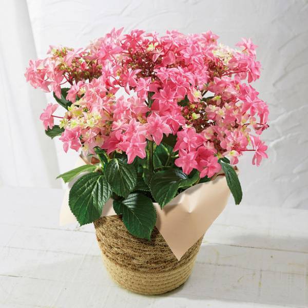 「HIBIYA KADAN×日本百貨店」コラボ企画　日本の「花職人」が手塩にかけて育てたお花に一品を添えて、母の日ギフトを販売