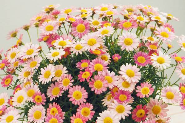 「HIBIYA KADAN×日本百貨店」コラボ企画　日本の「花職人」が手塩にかけて育てたお花に一品を添えて、母の日ギフトを販売