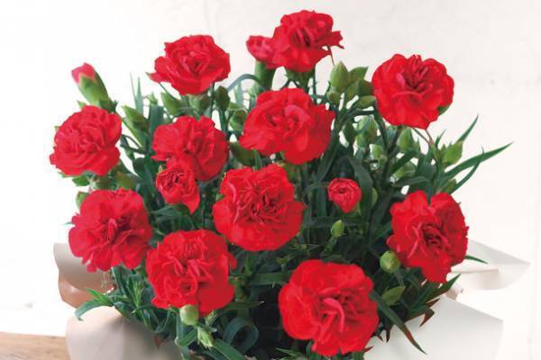 「HIBIYA KADAN×日本百貨店」コラボ企画　日本の「花職人」が手塩にかけて育てたお花に一品を添えて、母の日ギフトを販売