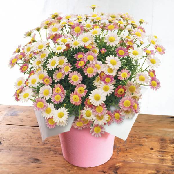 「HIBIYA KADAN×日本百貨店」コラボ企画　日本の「花職人」が手塩にかけて育てたお花に一品を添えて、母の日ギフトを販売