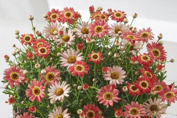 「HIBIYA KADAN×日本百貨店」コラボ企画　日本の「花職人」が手塩にかけて育てたお花に一品を添えて、母の日ギフトを販売