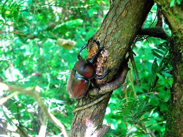 イベント『クワガタワイワイ』を“ムシの日”6月4日に月夜野きのこ園ぐんま昆虫の森・新里で開催！